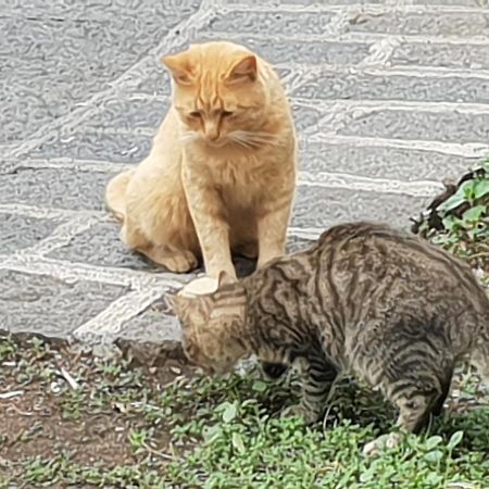 Alle Pendici Dell'Etna Ragalna Bagian luar foto