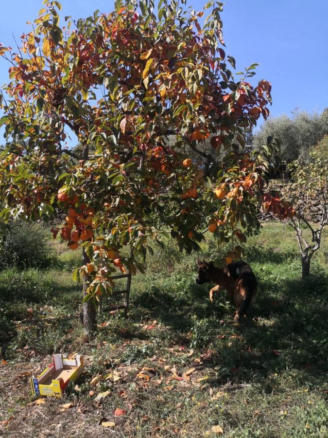 Alle Pendici Dell'Etna Ragalna Bagian luar foto